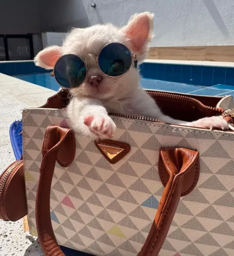 CHIHUAHUA-melhor amigo para o seu colo