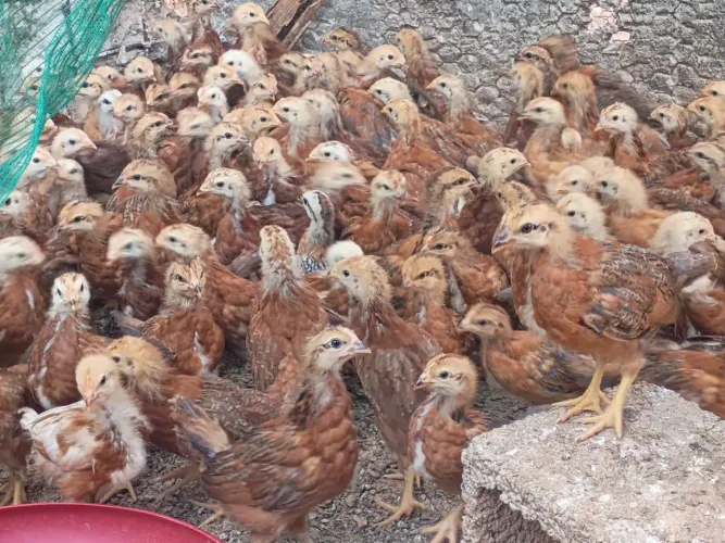 Franguinhas Embrapa 051 