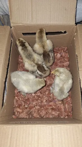 Pintinhos brahma