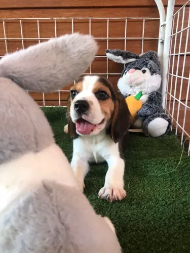 beagles a pronta entrega