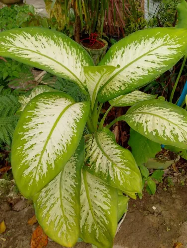 Planta ?