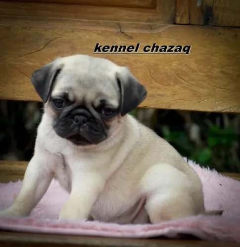 Pug - um charme de filhote feminha em Sorocaba 