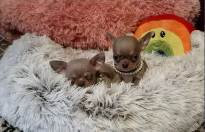 Chihuahua Macho Branco: Seu Novo Amigo de Quatro Patas!