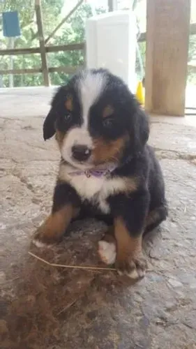 Bernese Mountain Dog- Magnífico macho com pedigree e garantia- Leia a descrição