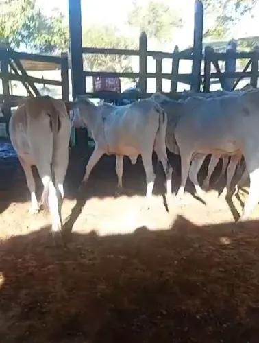 11 bezerros  7 média arrobas