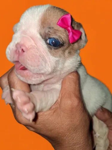 Buldogue inglês bco femea e macho