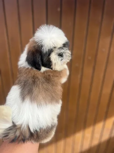 Shih Tzu Macho (canil family silva pets )