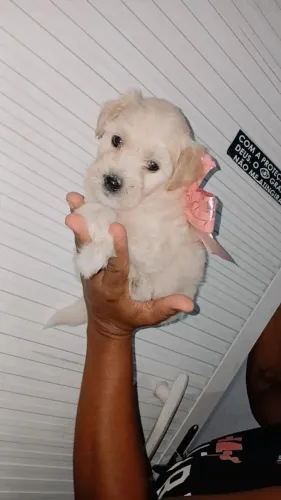 Poodles maltês