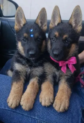 Vendo filhote de cachorro pastor alemão capa preta puro fêmea