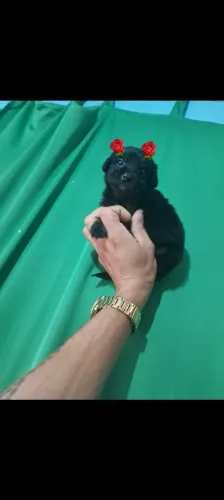 Poodle mini toy com Yorkshire