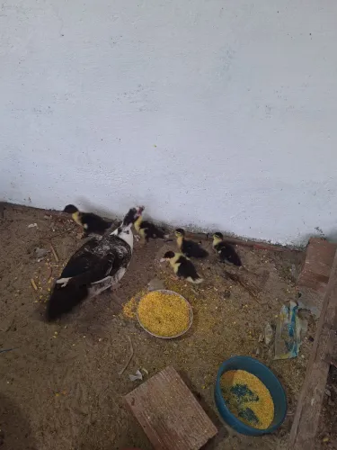 Vendo galinhas e patos