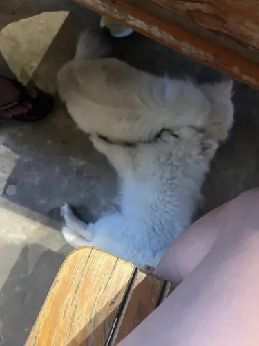 SpltiZ alemão com Lulu da pomerania