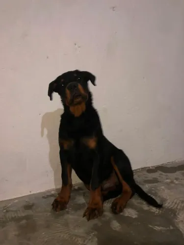 Vendo esse cachorro rottweiler puro cabeça de touro ou troco ele em um iPhone do 12 a cima