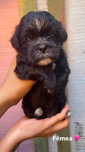 Cachorro
