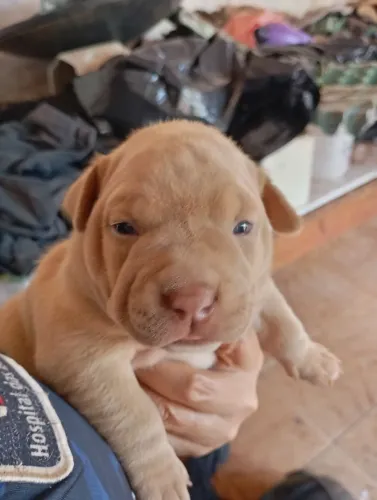 Vendo filhote de American bully 
