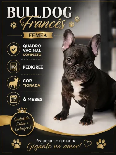 Bulldog Francês Fêmea 