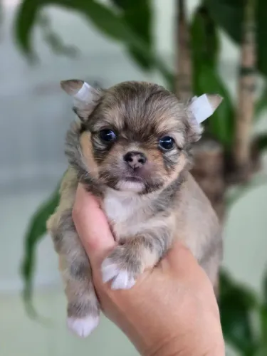 Chihuahua Macho Pêlo Longo - Um Belo Filhote!