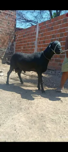 Reprodutor Santa Inês
