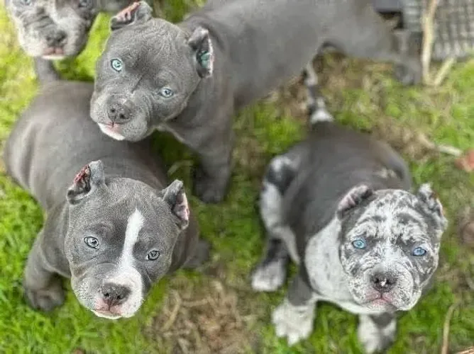 filhotes de american bully alto nivel