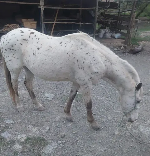 Cavalo