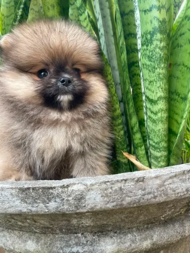 Lulu da Pomerânia filhotes belíssimos 