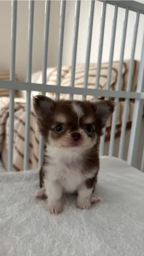 chihuahua belíssimo! Aceitamos visitação ! Macho e fêmea trichoco