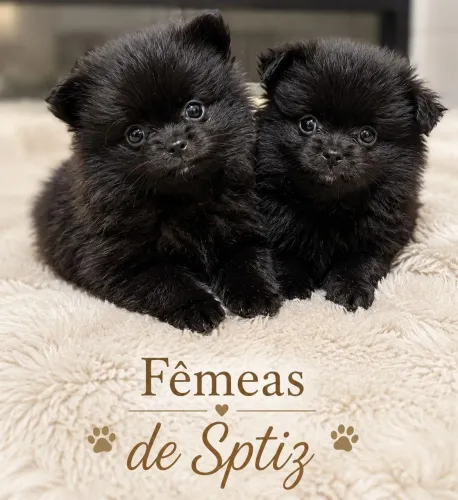 Fêmeas de Sptiz Alemão