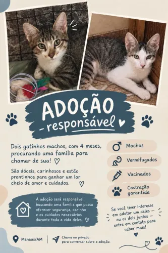 Gatinhos para adoção (4 meses)