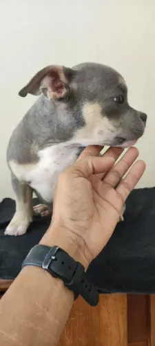 American Bully mocro
