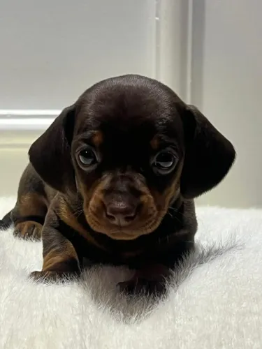 Dachshund lindinho bem amoroso 