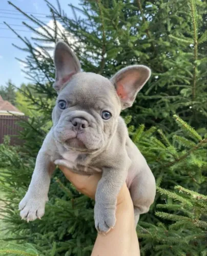 filhote de bulldog francês blue, lindo e único