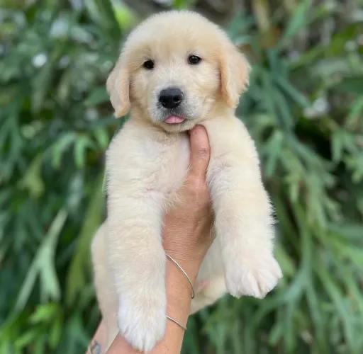Golden com 70 dias pedigree e atestado entregamos até você 