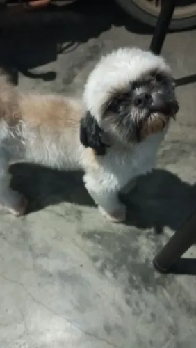 Cachorro 