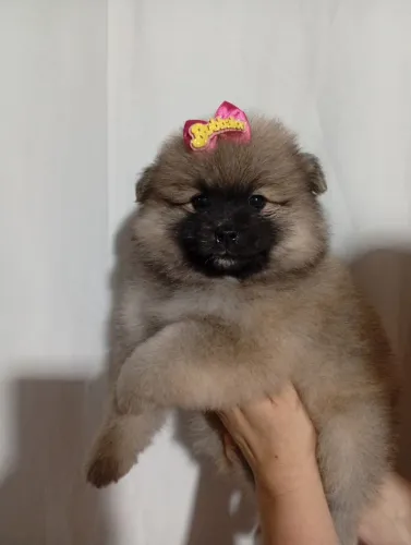 Spitz alemão fêmea