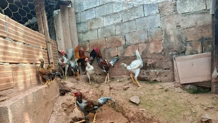 Galos 