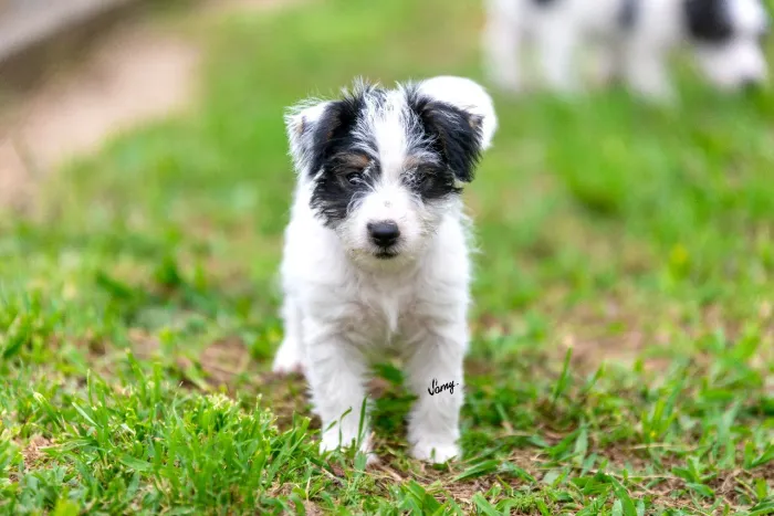 Filhotes Jack Russell Terrier
