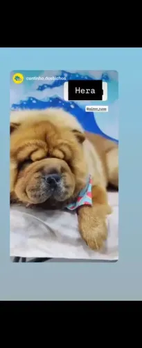 Chow Chow Padrao Americano