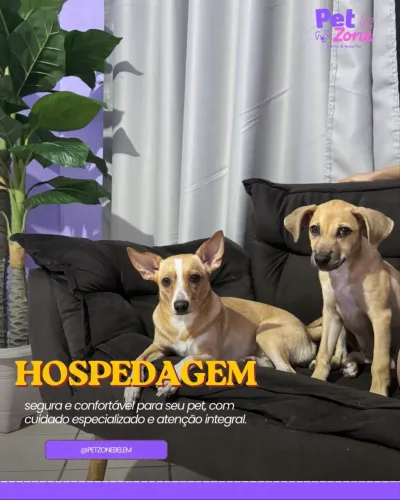Hospedagem para cães e gatos