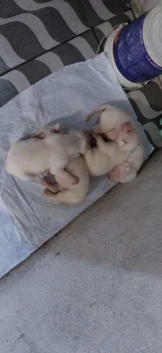 Doa se cachorros machos