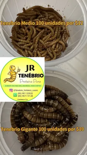 Tenebrio