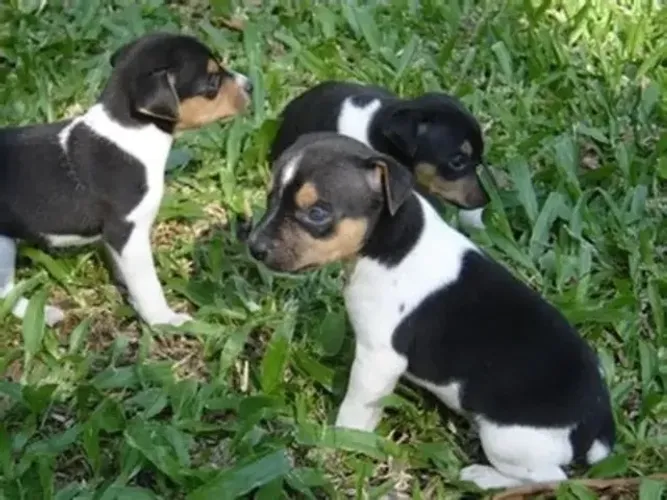 lindos pinscher x fox