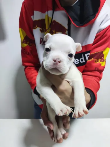 American Bully micro/nano
