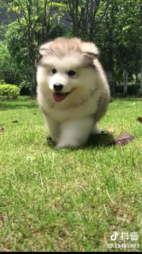 Filhotes De Husky Siberiano - Um Amigo Para Momentos Especiais 