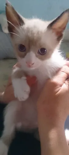 Gata siamêsa pura promoção