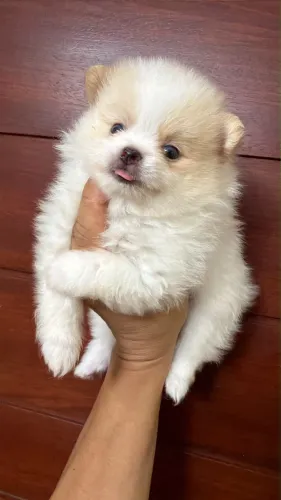 Filhote de Lulu da Pomerânia Macho