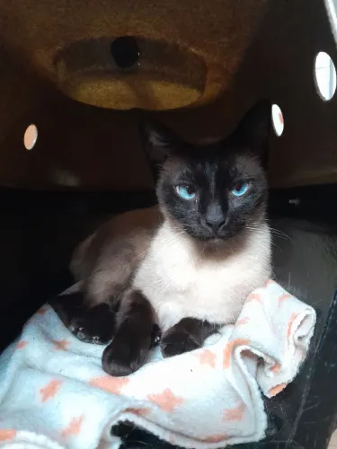Amora e Mirtedez