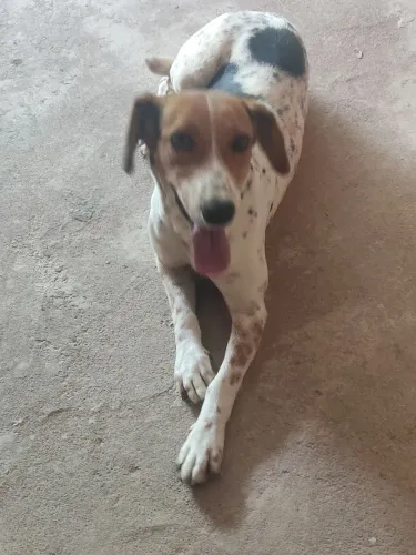 DOAÇÃO DE CACHORRO ( FÊMEA)