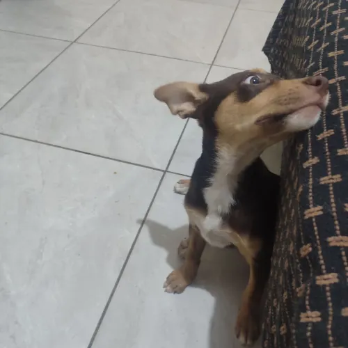 Doação cachorrinha Fêmea