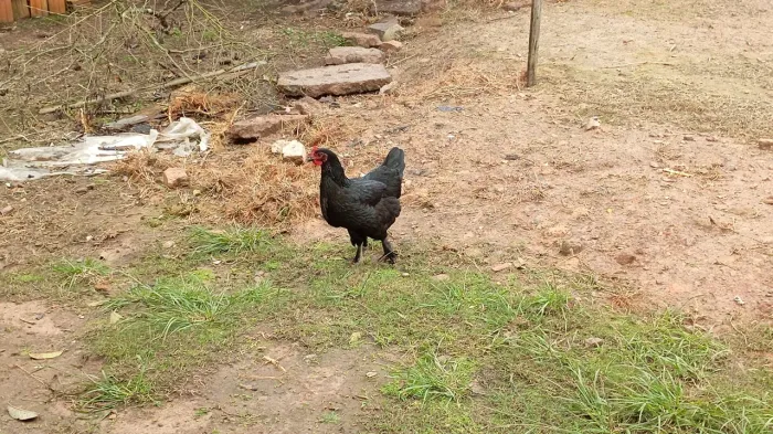 Vendo galinha