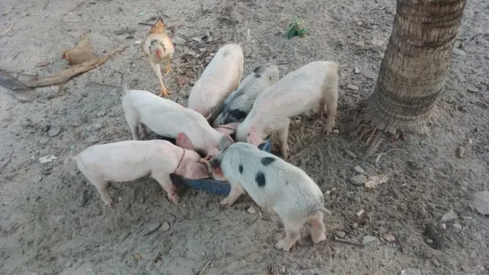 Leitões de raça landrace x caipira 
